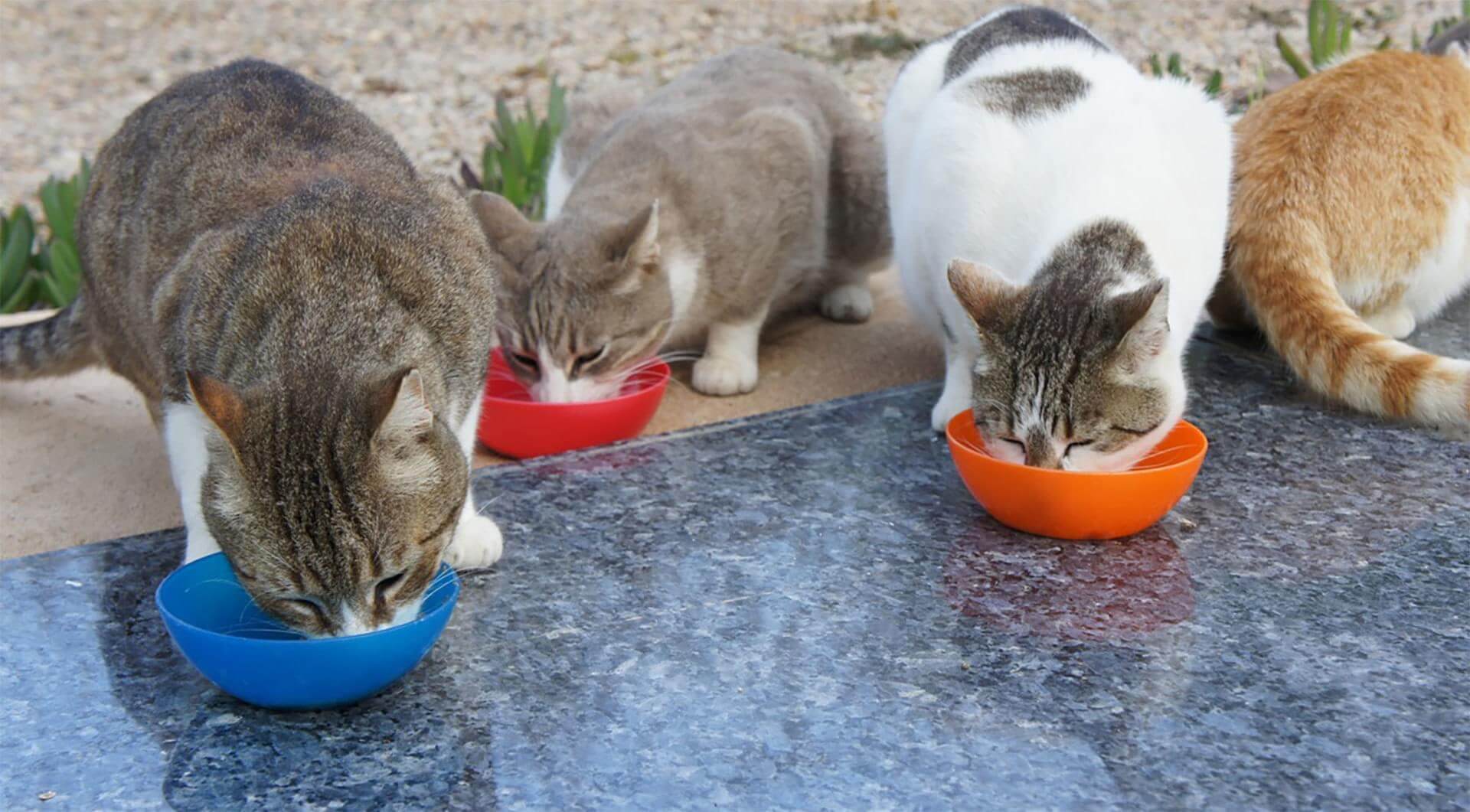 Cats Feeding Outdoor On Kitchen Top