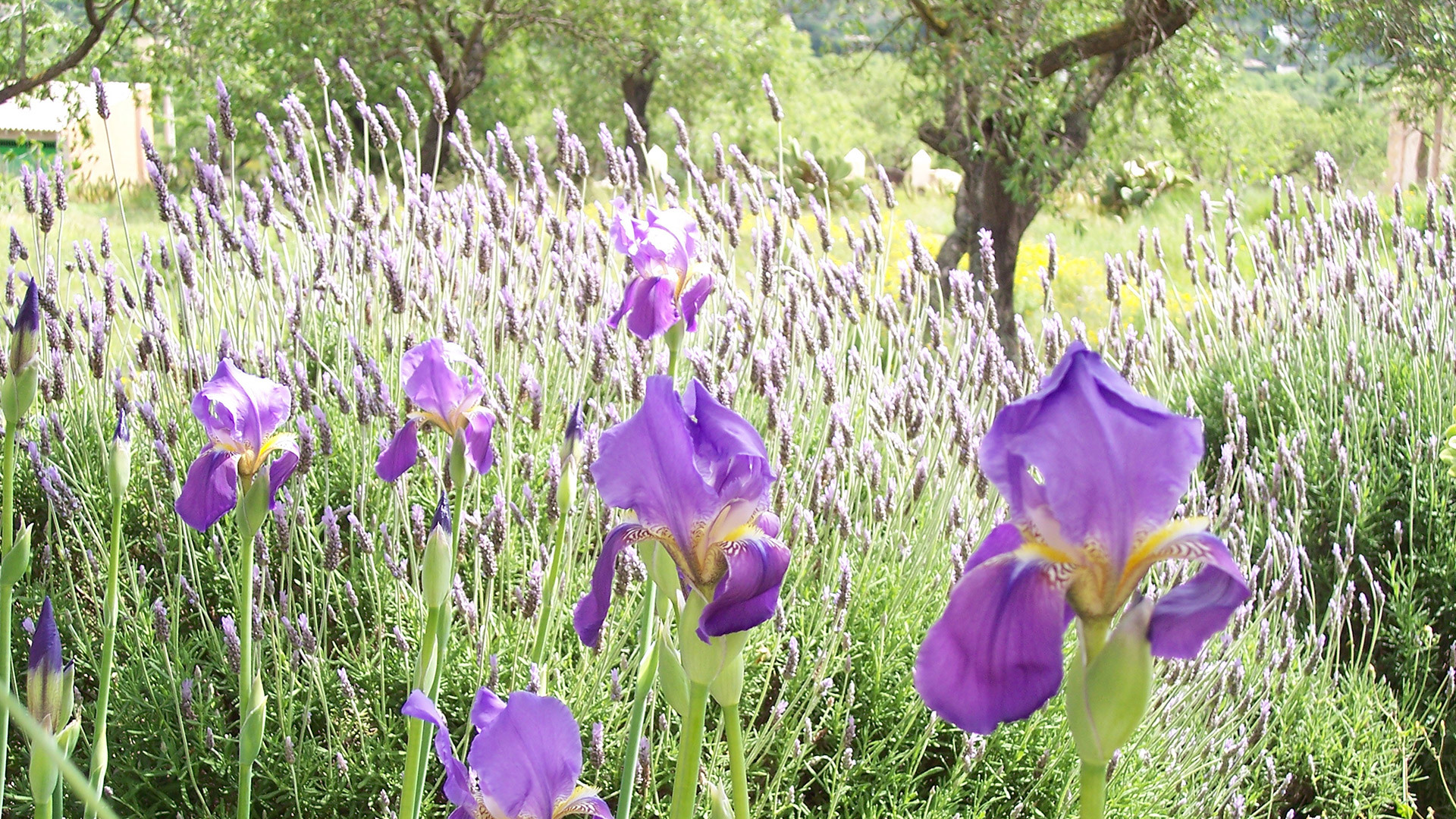 Iris and Lavender Autumn Garden