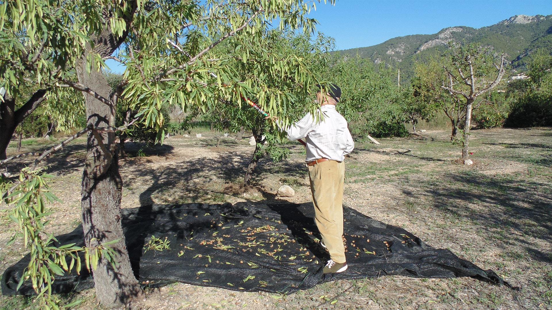 Man harvesting almonds Mallorca min