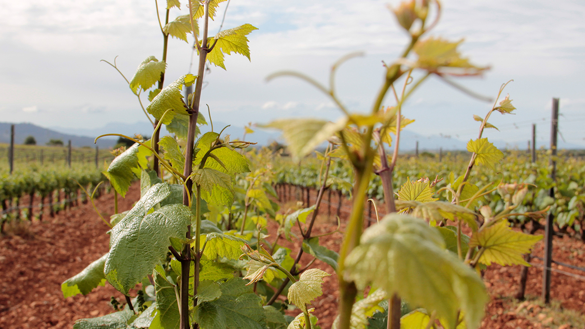 Pere Seda vineyard grapes Mallorca