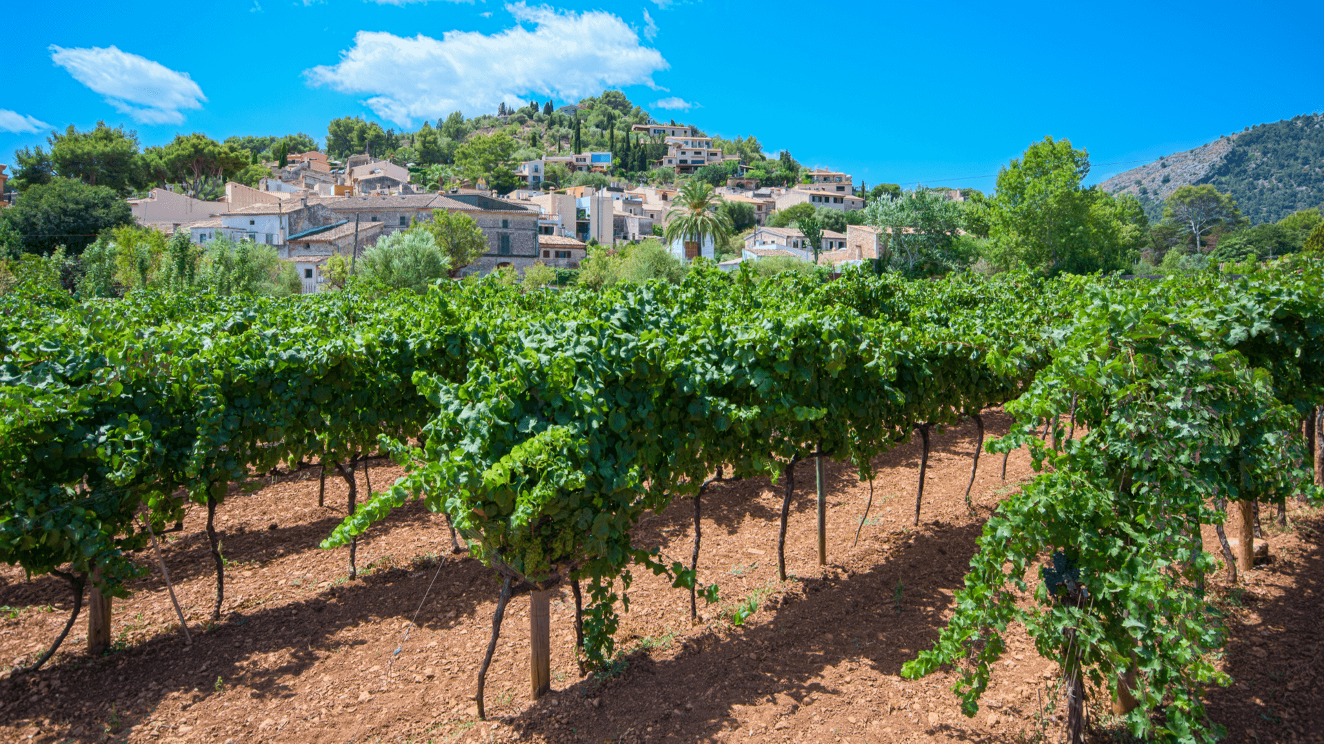 wine tourism mallorca