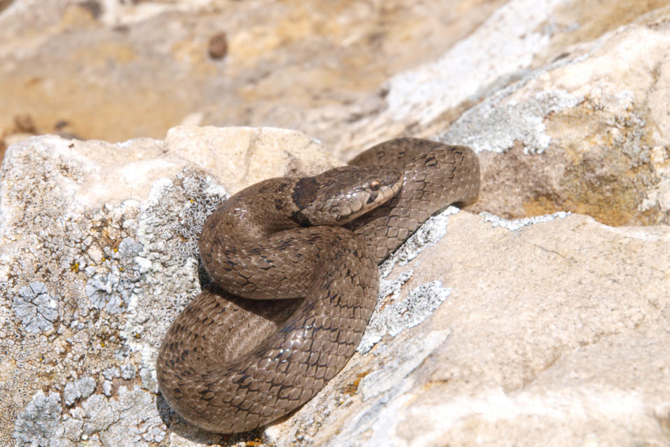 The Snakes on Mallorca | Affordable Mallorca