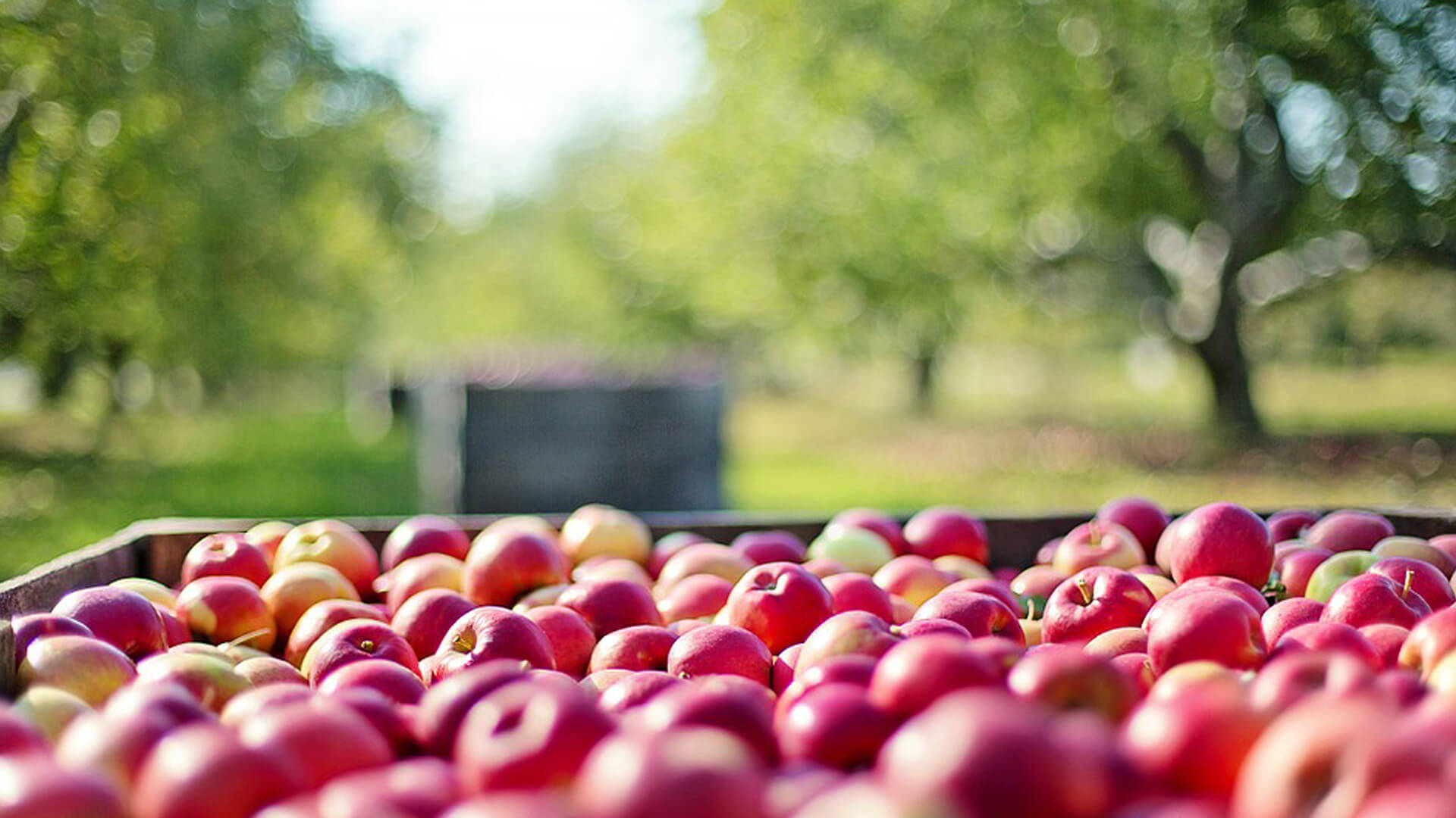 Apple picking autumn mallorca
