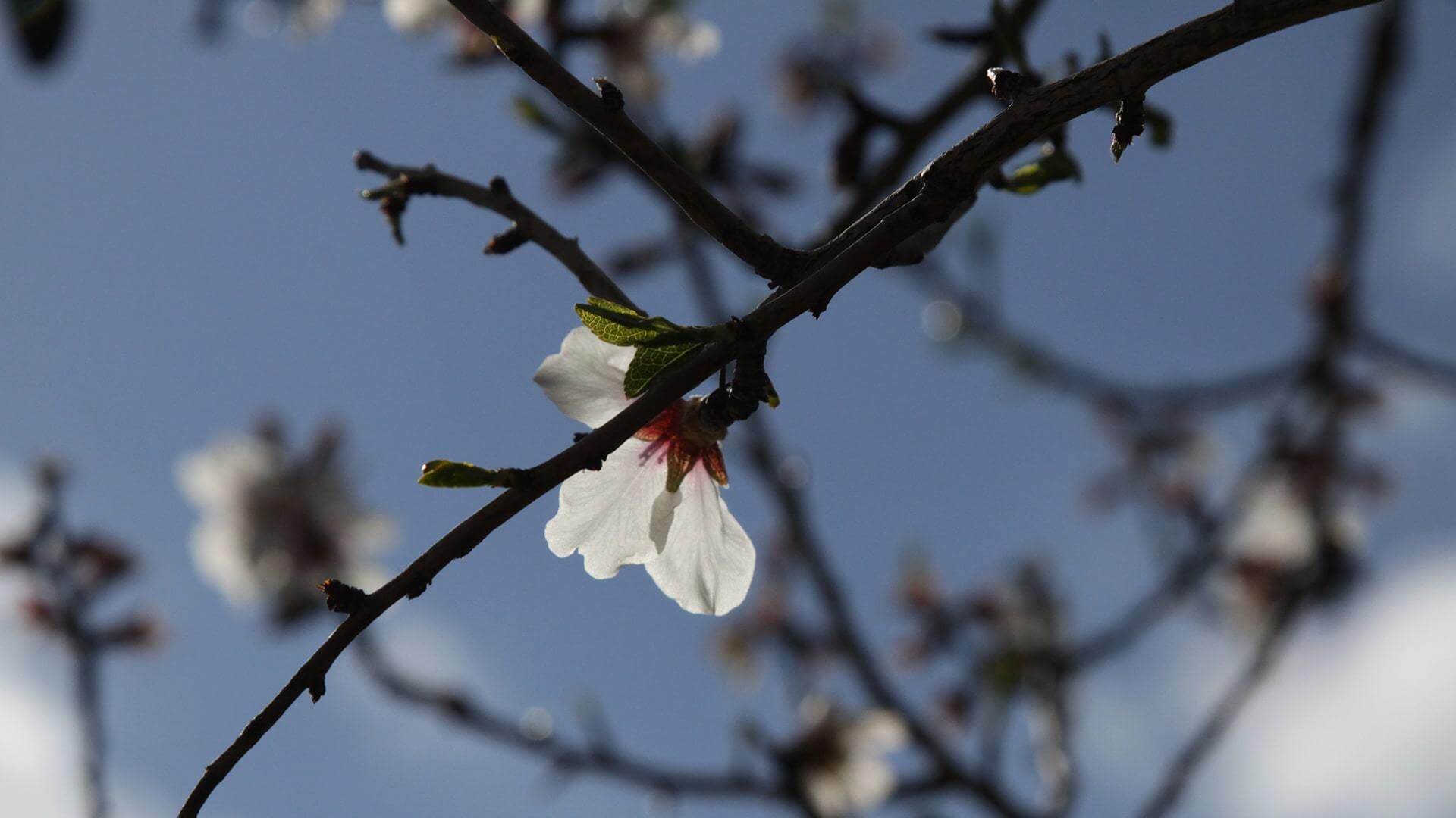 Beautiful flower almond blossom by Ulla min