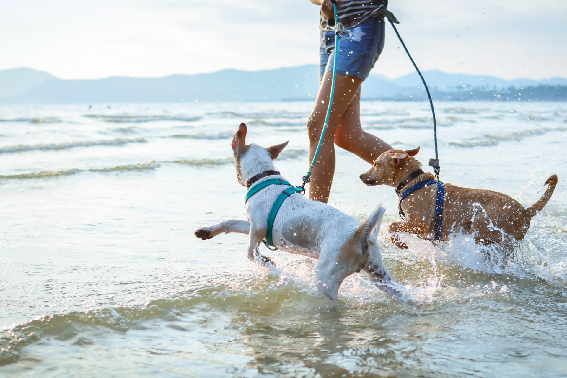 Dogs Enjoy Playing On Beach