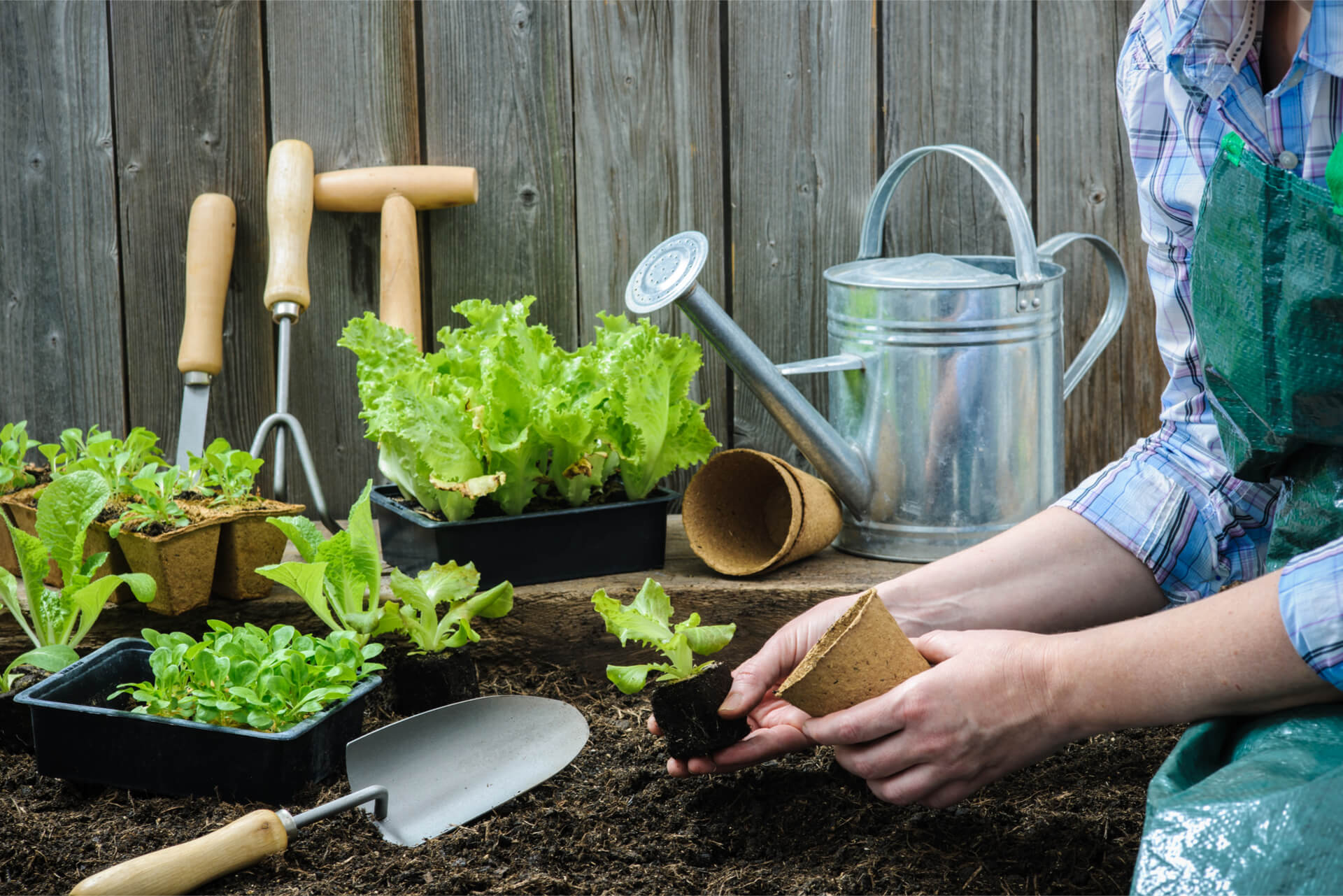 Grow it yourself salad