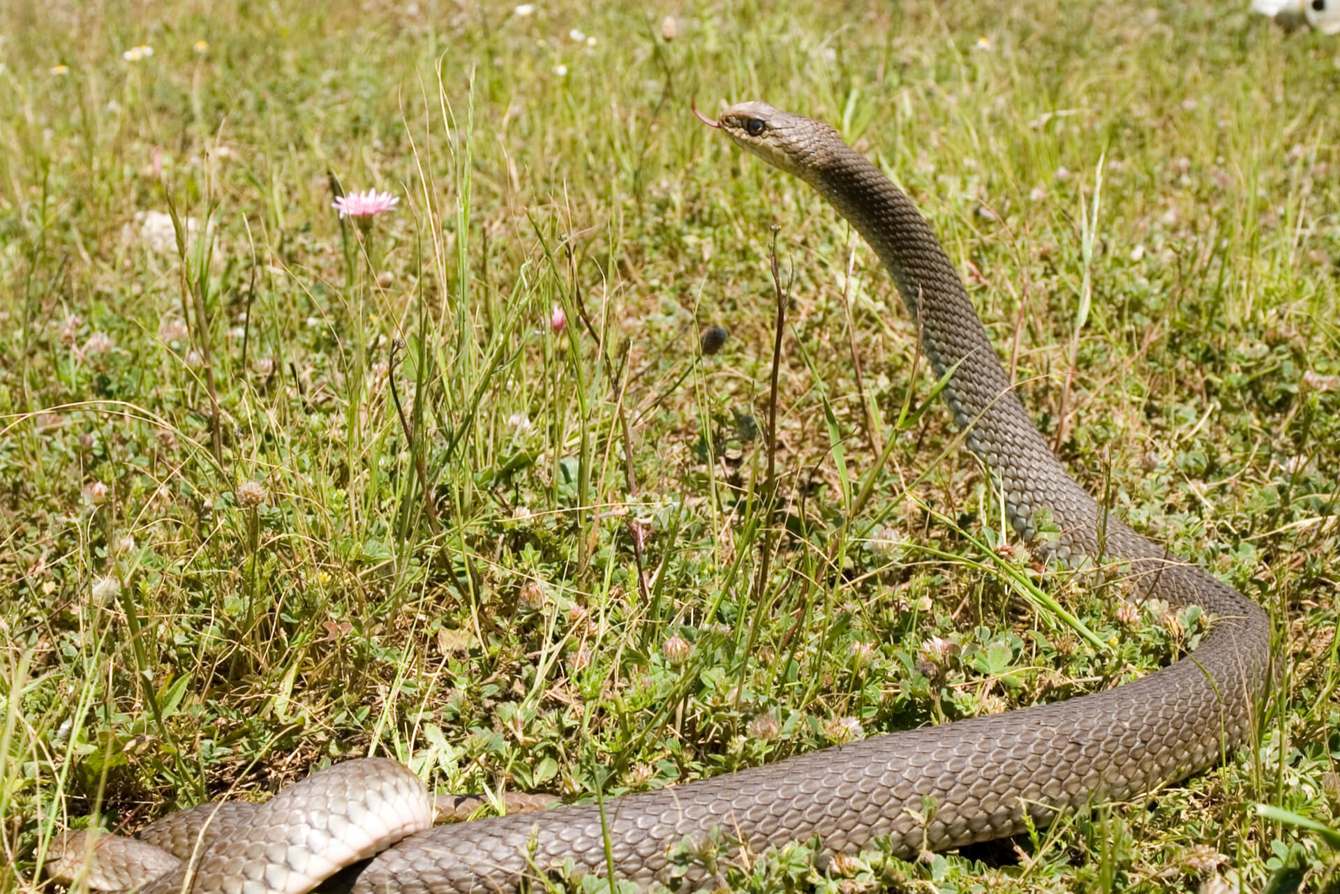 snake in grass