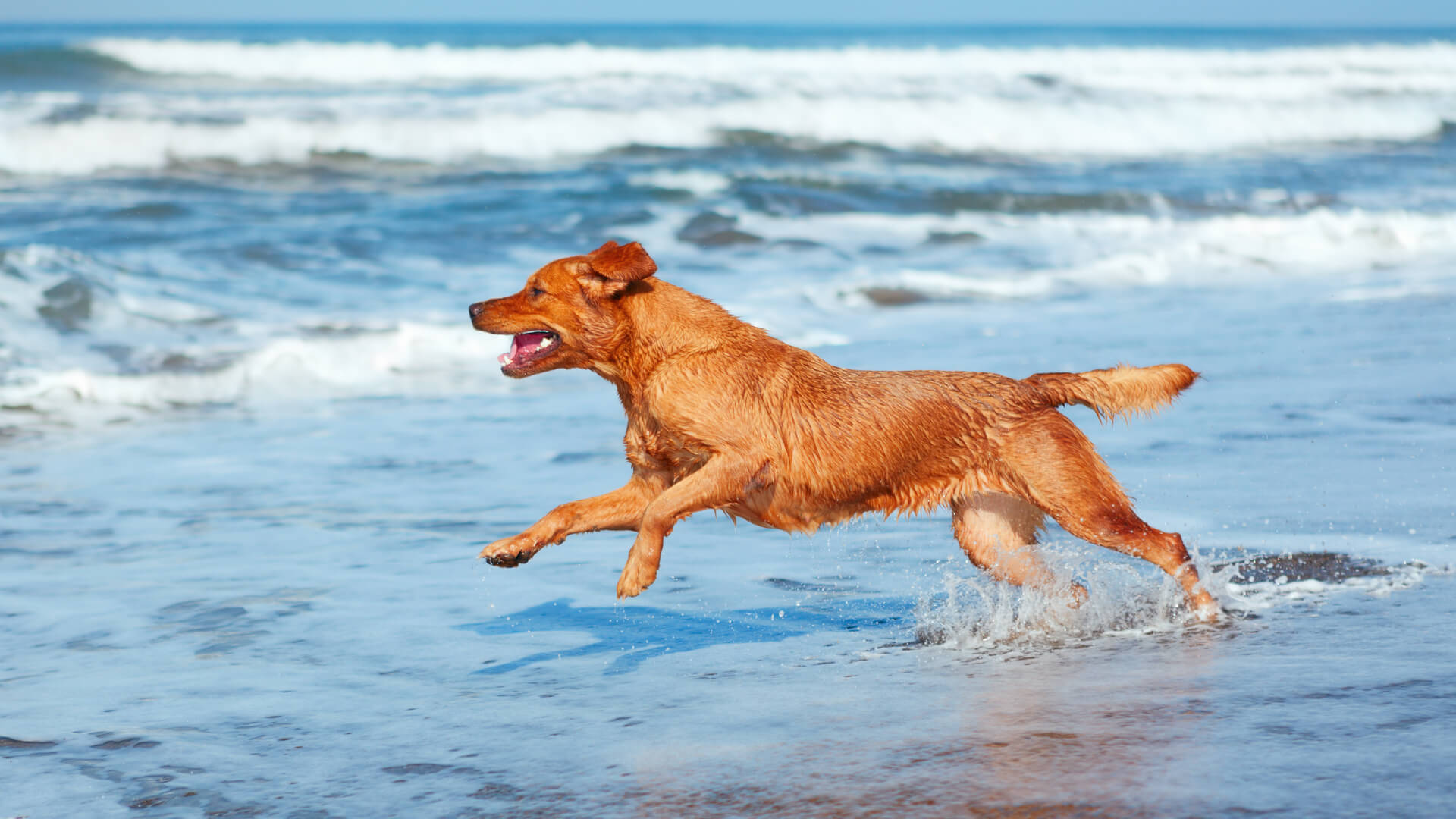 dog in water heatwave